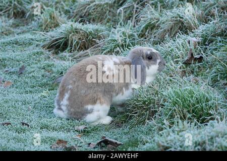 Rabbit in Frost Stock Photo