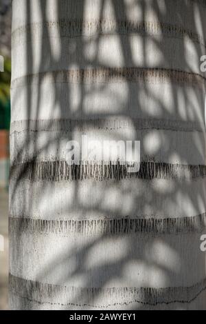 Palm tree trunk, close up. Stem detail and sunlight. Stock Photo