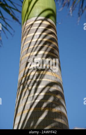 Palm tree trunk, close up. Stem detail and sunlight. Stock Photo