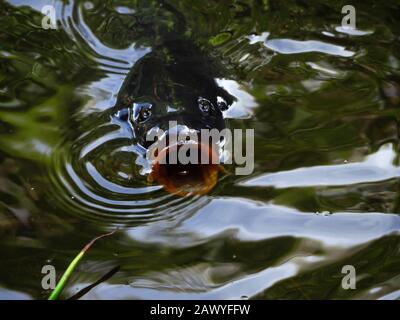 carp fish in the green water with the open mouth Stock Photo