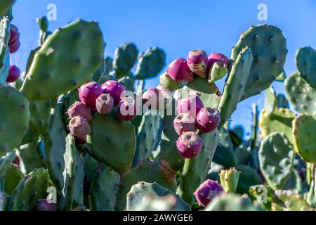 Detail of the cactus plant with edible fruits growing in Mediterranean sea region, Malta Stock Photo