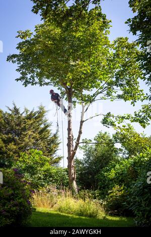 Tree surgeon hanging on a safety rope from a Horse Chestnut tree as he cuts it down with a chainsaw, Surrey, UK.