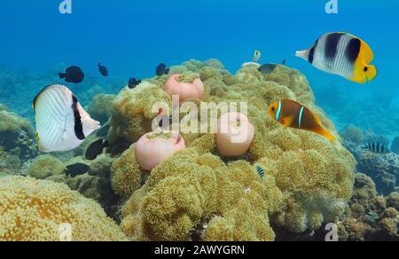 Pacific ocean colorful tropical marine life underwater, fishes with sea anemones, French Polynesia, Oceania Stock Photo