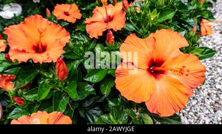 Exotic tropical hibiscus flower in a natural habitat. Postcard of the Hawaiian hibiscus rosa sinensis flower IBISCO. A beautiful jungle flower of red Stock Photo