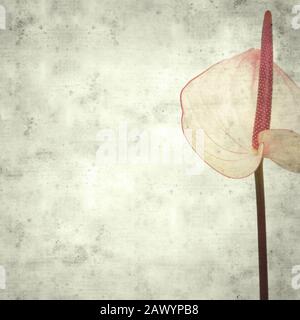 textured stylish old paper background, square, with pink anthurium with dark pink edges and spadix Stock Photo