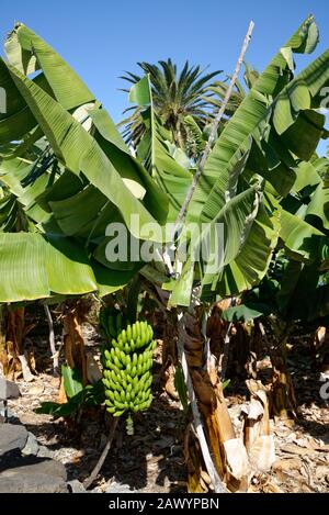 Banana plants on La Palma Island, The Canaries, Spain. Stock Photo