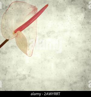 textured stylish old paper background, square, with pink anthurium with dark pink edges and spadix Stock Photo