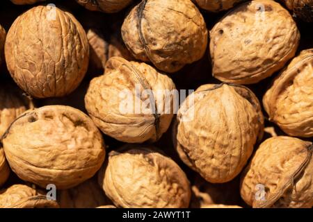 Many harvested Walnut seeds collected for consumption, seen from above in a late summer sun. Stock Photo