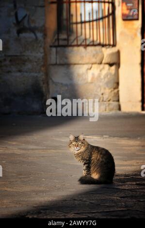 Stray cat on the streets of italian town. Stock Photo