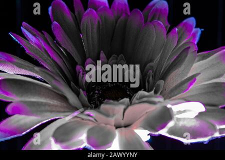 Petals of the fabric flower set in scene with light highlights Stock Photo