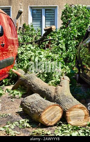 The remains of a fallen tree after a heavy storm in Berlin, Germany. The sawn tree trunk lies between two damaged cars. Stock Photo
