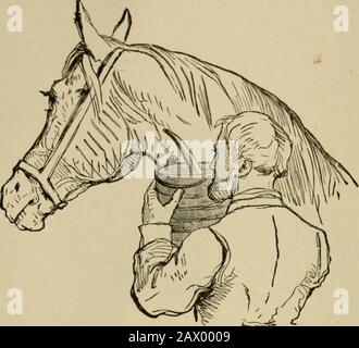 Live stock : a cyclopedia for the farmer and stock owner including the breeding, care, feeding and management of horses, cattle, swine, sheep and poultry with a special department on dairying : being also a complete stock doctor : with one thousand explanatory engravings . STRIKING THE FLEAM WITH THE BLOOD-STICK.(An old time practice now almost obsolete.) jumping away from the blow of the blood-stick. When sufficient bloodhas been drawn, remove the cord or other obstruction, when the flow willstop. Insert a pin and weave a hair or silk thread around the pin in suchway as to describe a figure 8 Stock Photo