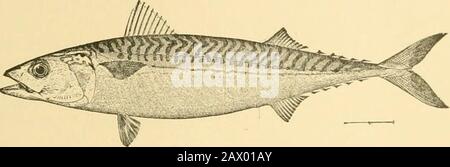 Fishes . ls, however, furnish themost convenient point of departure in reviewing the greatgroup. In the genus of true mackerels. Scomber, the dorsal finsare well separated, the first being rather short, and the scalesof the shoulders are not modified to form a corselet. Thereare numerous species, two of them of general interest. The Percomorphi 475 common mackerel, Scomber scombrus, is one of the best knownof food-fishes. It is probably confined to the Atlantic, whereon both shores it runs in vast schools, the movements varyinggreatly from season to season, the preference being for coolwaters. Stock Photo