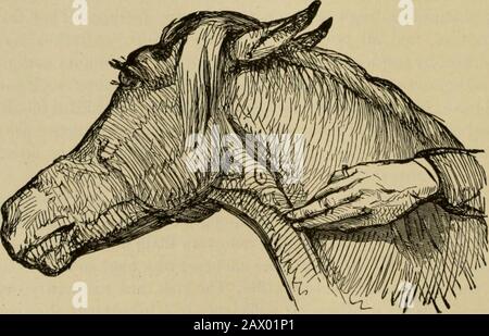 Live stock : a cyclopedia for the farmer and stock owner including the breeding, care, feeding and management of horses, cattle, swine, sheep and poultry with a special department on dairying : being also a complete stock doctor : with one thousand explanatory engravings . MANY-TAILED BANDAGE.. BAI81MG THE VEIN BEFORE BLEEDING.(Tbe Place to Out—an Old Time Practice.} >;6akness, but only in the first stage—never when the temperature of thepatient is abnormally high and the system has become weakened. OPERATIONS. 549 The finger is pressed on the vein, to make it fill; or a cord may be tiedsuf Stock Photo