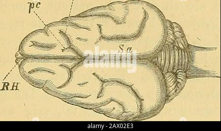 The Journal of the Linnean Society of London . cus. 8. Sylvian gyrus. 8a, Sagittal gyrus. 8f. Sylvian fissure. Fig. 5. Lateral view of brain of Galictis, natural size. C. Crucial sulcus. P. Parietal gyrus, pc. Precrucial sulcus. 8. Sylvian gyrus. 8a, Sagittal gyrus. 8f. Sylvian fissure. Grisonia *.—The brain of the Grison is so different from thatof the Tayra (^Galictis) as to constitute an argument of someweight in favour of the distinctness of the two genera. In thatof the G-rison, the hippocampal gyrus is cut off from the sagittalgyrus by the junction of the calloso-marginal and crucial sul Stock Photo