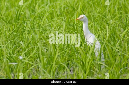 The cattle egret (Bubulcus ibis) is a cosmopolitan species of heron (family Ardeidae) found in the tropics, subtropics, and warm-temperate zones. Stock Photo