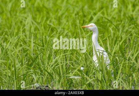 The cattle egret (Bubulcus ibis) is a cosmopolitan species of heron (family Ardeidae) found in the tropics, subtropics, and warm-temperate zones. Stock Photo