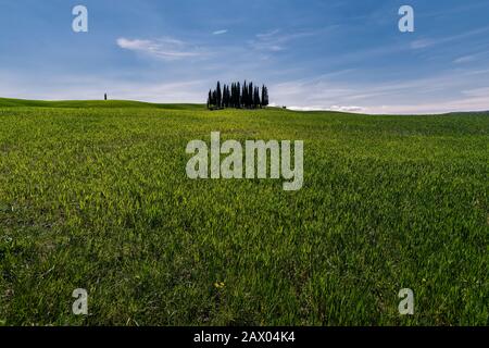 Circle of Cypress trees near Torrenieri in the heart of the Tuscany, Italy Stock Photo