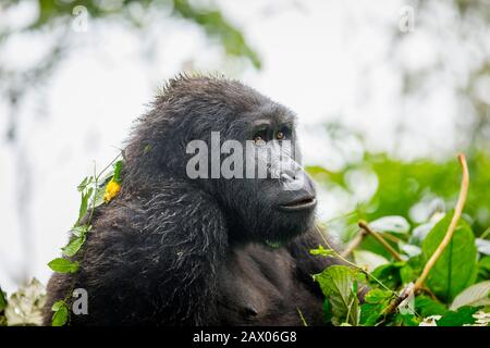 Juvenile Muyambi Group mountain gorilla (Gorilla beringei beringei) in Bwindi Impenetrable Forest, Bwindi Impenetrable National Park, SW Uganda Stock Photo