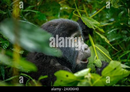 Juvenile Habinyanja Group mountain gorilla (Gorilla beringei beringei) in Bwindi Impenetrable Forest, Bwindi Impenetrable National Park, SW Uganda Stock Photo