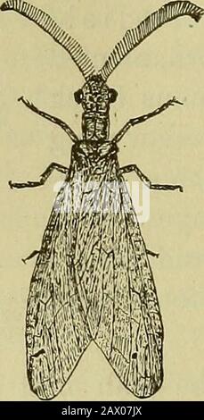 Insects and insecticidesA practical manual concerning noxious insects and the methods of preventing their injuries . 206 INSECTS AFFECTING ASPARAGUS. gardens these can sometimes be advantageously usedagainst them. Of the artificial insecticides, pyreth-rum will probably give the best results. In smallpatches it has been found practicable to rub off theeggs from the growing shoots.. PART V. INSECTS AFFECTINGCEREAL and FORAGE CROPS. Stock Photo