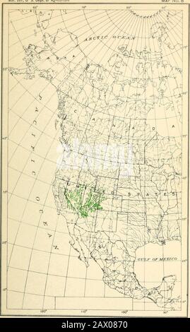 The cypress and juniper trees of the Rocky Mountain region . JUN1PERUS SABINOIDES: GEOGRAPHIC DISTRIBUTION. [The distribution shown in Mexico by hatched areas is based on reported occurrences notyet venned ; solid dots show localities where specimens of this species have been collected.] jI. 207, U S. Dept. of Agriculture Map No. 8. JUNIPERUS UTAHENSIS: GEOGRAPHIC DISTRIBUTION. Bui. 207, U S. Dept. of Agriculture Map No. 9 Stock Photo