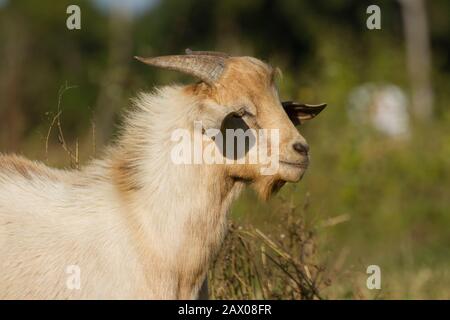 white yellowish domestic adult male goat head close up in blurred nature background in profile position Stock Photo