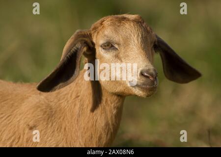 white yellowish domestic young goat head close up in blurred natural background Stock Photo
