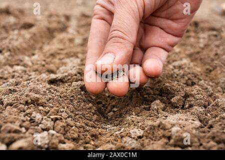 closeup of woman hand planting seeds in soil Stock Photo