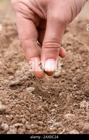 hand planting seeds in soil, closeup Stock Photo