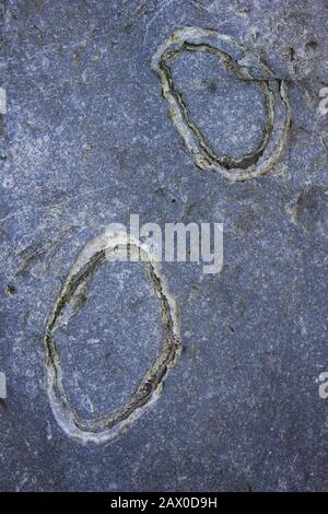 Fossil Brachiopods In limestone Stock Photo