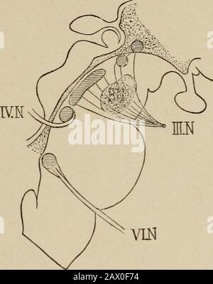 Nervous and mental diseases . nd the posi-tion of the palpebral curtains. Based upon the studies ofSchaefer, Unverricht, Danillo,Munk, and his own experi-ments, Roux x asserts that the oculomotor apparatus has a double corticalrepresentation ; first an anterior one at the foot of the second frontalconvolution, and, second, a posterior center in the occipital region. VonBechterew 2 also contends that irritation of the anterior margin of theoccipital lobe in the dog produces narrowing of the pupil and increaseof accommodative effort. The various ocular muscles serve to move the globe in the orbi Stock Photo