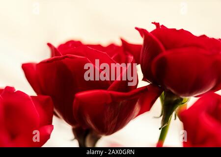 Romantic Red Rose bouquet isolated on white background. Group of red flowers with soft selective focus closeup image. Concept of floral poster, banner. Stock Photo