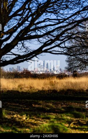 View of Central London and the City of London from Richmond Hill. Looking across the natural park grassland and oak trees in Richmond Park, London. Stock Photo