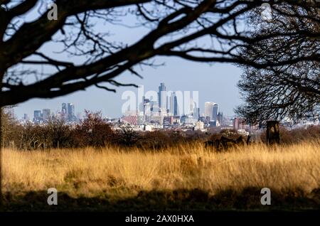 View of Central London and the City of London from Richmond Hill. Looking across the natural park grassland and oak trees in Richmond Park, London. Stock Photo