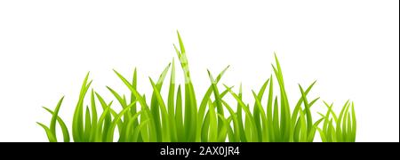 Spring green grass on isolated Stock Vector