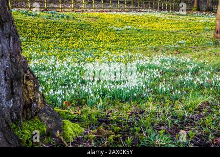Snowdrops and winter aconites at Welford Park in Berkshire. Stock Photo