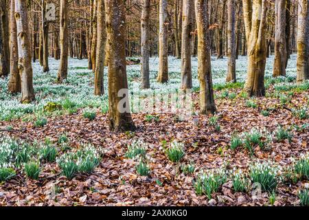 Snowdrops at Welford Park in Berkshire. Stock Photo