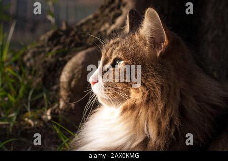 close up of a face of a sun-kissed profile of a norwegian forest cat sitting outdoor. looking far concept. attention. Stock Photo