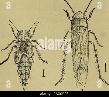 Insects and insecticidesA practical manual concerning noxious insects and the methods of preventing their injuries . INJURING THE LEAVES. 157 hind legs, by means of which it is enabled to maketremendously long leaps when disturbed. The fullygrown nymph (b) isalso whitish, and itsback is well protectedby numerous longspinous hairs. There. are said to be severalbroods each seasonRemedies.—These.little pests are mucheasier to destroy be-fore they are fullydeveloped than afterwards. Spraying or dusting theinfested plants with pyrethrum, or insect powder,is a simple and efficient remedy. Tobacco, i Stock Photo