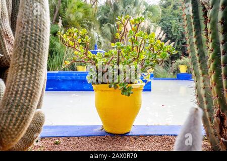 Plant in yellow pot in Majorelle Garden in Marrakech, Morocco Stock Photo