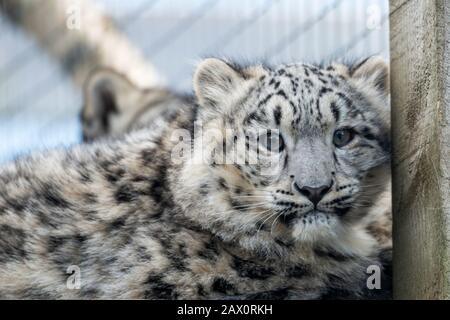 Snow leopard cub (Panthera uncia) in enclosure at Highland Wildlife Park, Kincraig, Kingussie, Scotland, United Kingdom Stock Photo