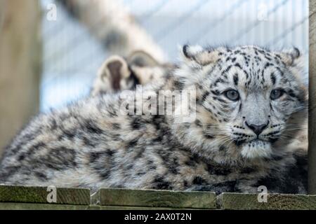 Snow leopard cub (Panthera uncia) in enclosure at Highland Wildlife Park, Kincraig, Kingussie, Scotland, United Kingdom Stock Photo