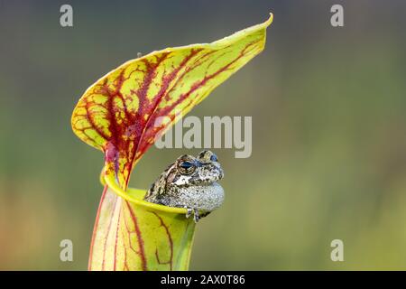 Cope's Gray Treefrog (Dryophytes chrysoscelis) Sheltering in Yellow Trumpet Pitcher Plant (Sarracenia flava) Apalachicola National Forest, Florida. Stock Photo