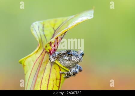 Cope's Gray Treefrog (Dryophytes chrysoscelis) Sheltering in Yellow Trumpet Pitcher Plant (Sarracenia flava) Apalachicola National Forest, Florida. Stock Photo