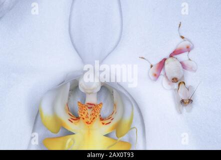 Orchid Mantis (Hymenopus coronatus)  aka Walking Flower Mantis. Nymph camouflaged in orchid flower. The orchid mantis is a superb mimic. Stock Photo