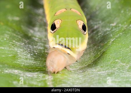Spicebush Swallowtail Caterpillar (Papilio troilus) 5th instar caterpillar on spicebush leaf. Stock Photo