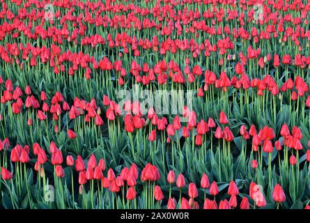 Field of Red Tulips blooming in the Skagit Valley. Washington, April. Stock Photo
