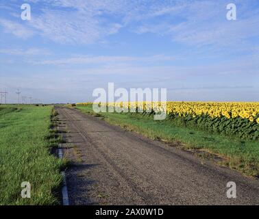 North Dakota sunflower field along little used hard road. Stock Photo