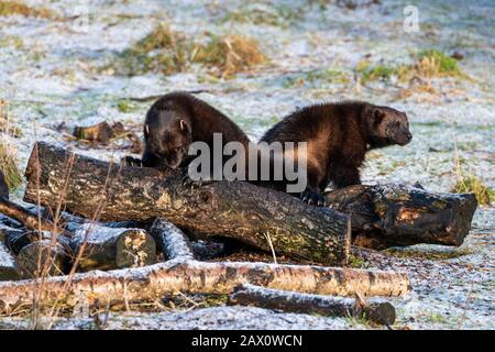 Two Wolverines (Gulo gulo) on log pile at Highland Wildlife Park, Kincraig, Kingussie, Scotland, United Kingdom Stock Photo
